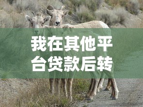 我在其他平台贷款后转羊小咩的实战经验分享