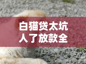 借款1916口子到底靠不靠谱？真实体验分享+避坑指南
