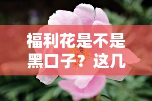 福利花是不是黑口子？这几点帮你辨别靠谱借款渠道