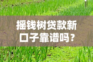 摇钱树贷款新口子靠谱吗？实测这几点要注意