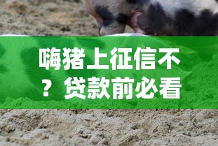 嗨猪上征信不？贷款前必看的征信避坑指南