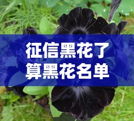 征信黑花了算黑花名单吗？这些误区你必须了解
