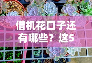 借机花口子还有哪些？这5个靠谱平台帮你轻松周转