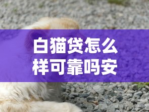 白猫贷怎么样可靠吗安全吗？实测后说说真实体验