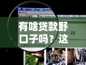 有啥贷款野口子吗？这5个正规渠道更安心