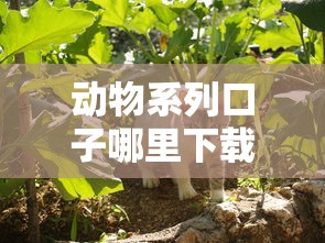 动物系列口子哪里下载？这3个靠谱平台申请快、额度高