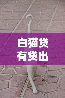 白猫贷有贷出来的吗？真实用户经历+申请避坑指南