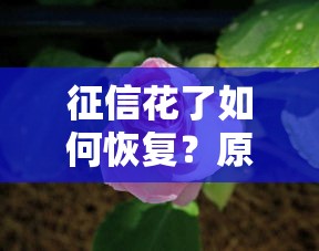 征信花了如何恢复？原来这样做才对！
