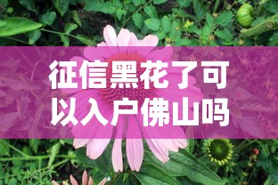 2025年贷款平台新口子，罗列5个无视网黑征信黑5000贷款口子