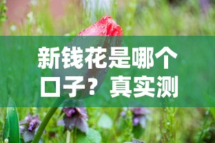 新钱花是哪个口子？真实测评+5个正规平台对比