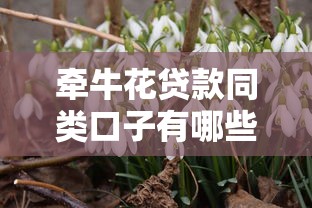 牵牛花贷款同类口子有哪些？这5个平台真实评测告诉你答案