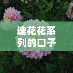 速花花系列的口子有哪些？3个靠谱选择+避坑实测对比