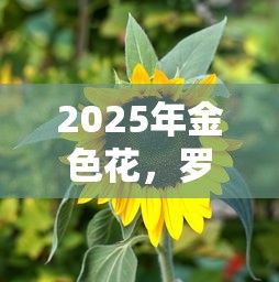 2025年金色花，罗列五个贷款最容易通过的平台