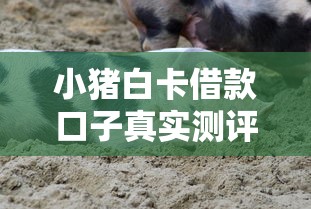 小猪白卡借款口子真实测评｜审核快、通过率高的避坑指南