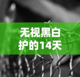 无视黑白护的14天口子真实测评！这些细节多数人不知道