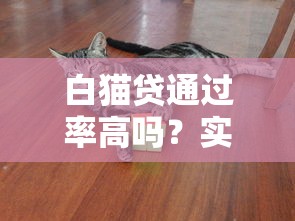 白猫贷通过率高吗？实测3个关键数据说真相