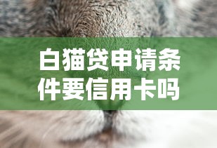 白猫贷申请条件要信用卡吗？这些细节你可能没想到