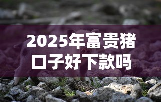 2025年富贵猪口子好下款吗？看看这5个2025好下款的口子