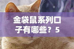 金袋鼠系列口子有哪些？5个正规平台实测对比