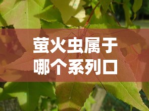 萤火虫属于哪个系列口子？这3个正规平台申请门槛全解析